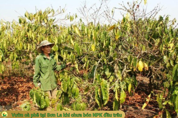 Bệnh héo lá cây cà phê