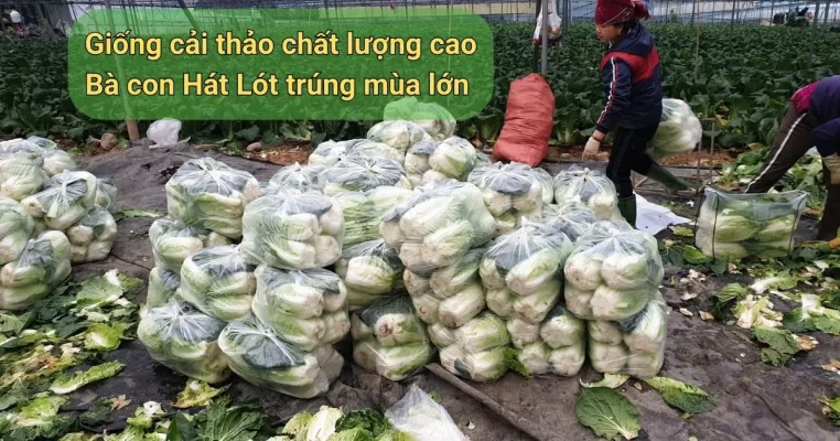 Giống cải thảo chất lượng cao – Bà con Hát Lót trúng mùa lớn nhờ giống chuẩn từ Lân Tuyển