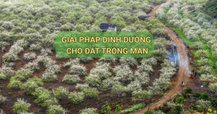 Giải pháp dinh dưỡng cho đất trồng Mận Sơn La