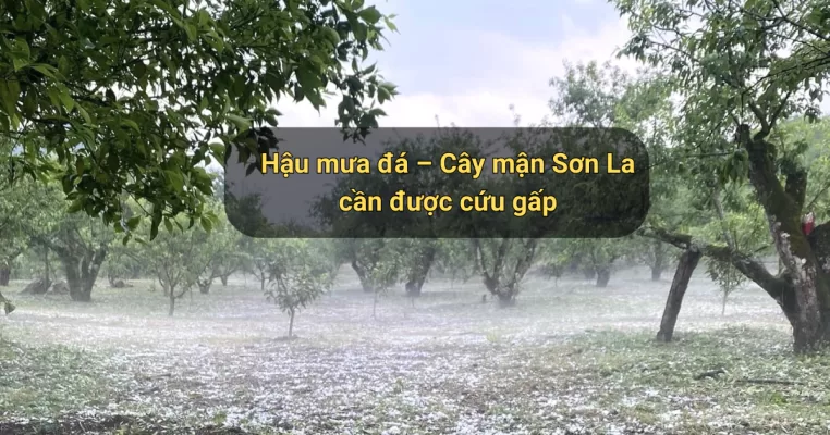 Hậu mưa đá – Cây mận Sơn La cần được cứu gấp
