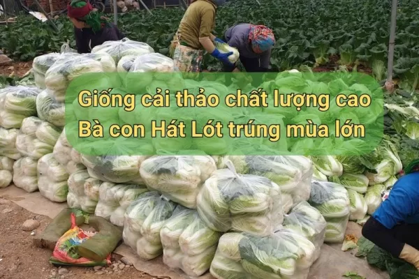 Giống cải thảo chất lượng cao Bà con Hát Lót trúng mùa lớn