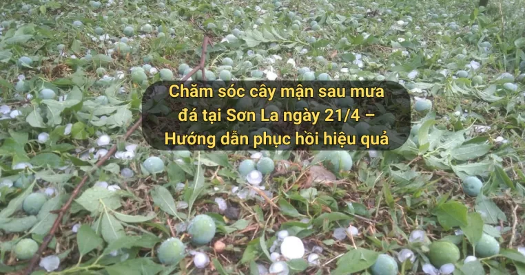 Chăm sóc mận sau mưa đá
