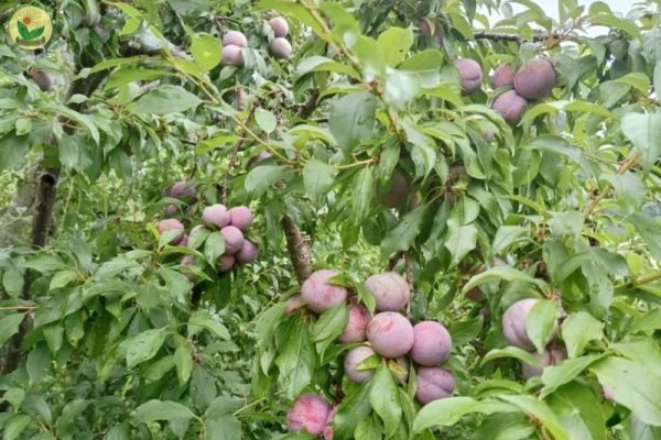 Giải pháp dinh dưỡng cho đất mận Sơn La