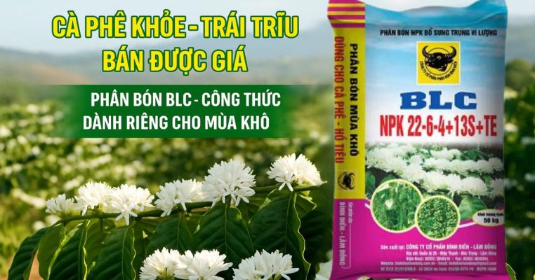 Phân bón cho cây cà phên
