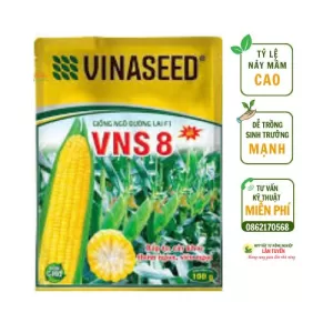 Giống Ngô Ngọt VNS8