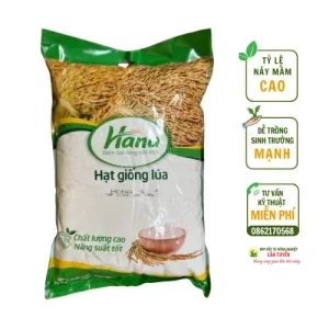 Giống lúa Hana số 7
