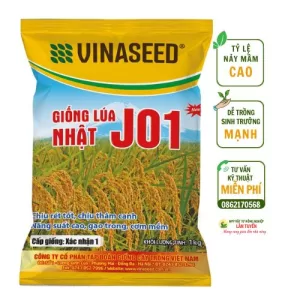 Giống lúa Nhật J01 – Chất lượng vượt trội, năng suất bền vững cho vùng Tây Bắc