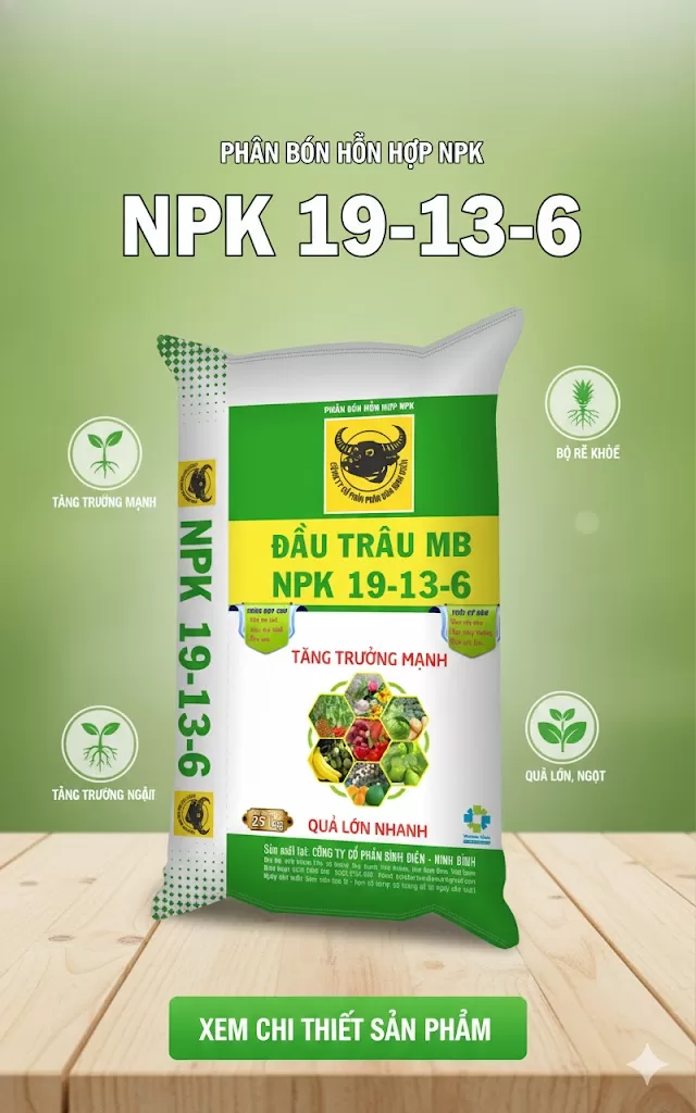 Phân bón NPK Đầu Trâu MB 19-13-6 Tăng Trưởng Mạnh, Quả Lớn Nhanh - Hình ảnh 2