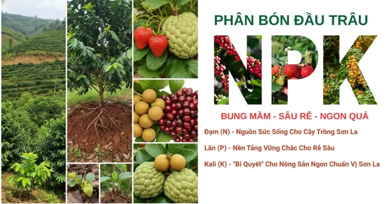 NPK đầu trâu