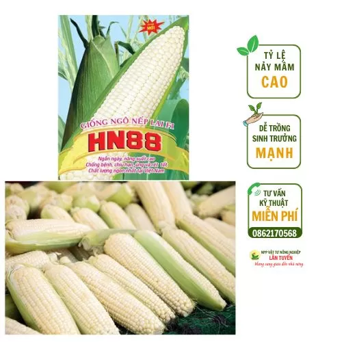 Giống ngô nếp lai F1 HN88 – Năng suất cao, dẻo ngọt vượt trội - Hình ảnh 2