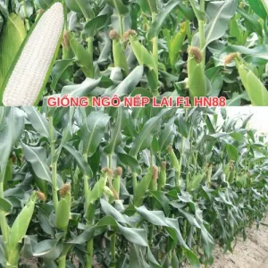 Ngô nếp HN88 – Chất lượng ăn tươi dẻo ngọt thơm ngon