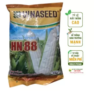 Giống ngô nếp lai F1 HN88 – Bắp to, hạt đều, năng suất cao