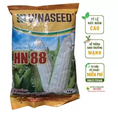 Giống ngô nếp lai F1 HN88 – Bắp to, hạt đều, năng suất cao