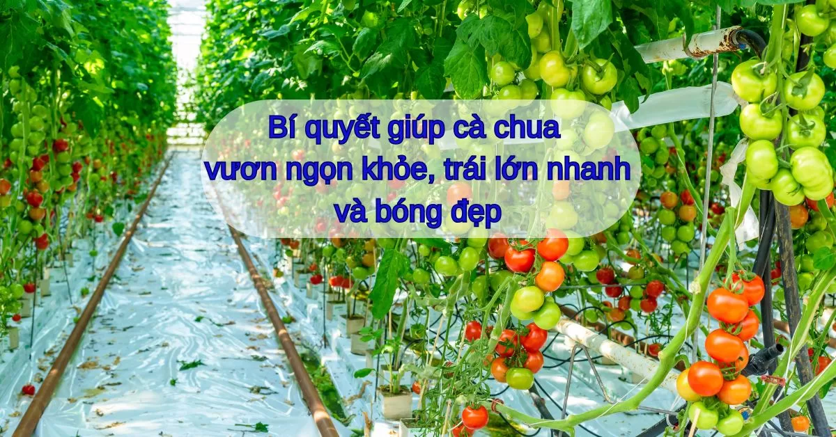 Bí quyết giúp cà chua vươn ngọn khỏe, trái lớn nhanh và bóng đẹp